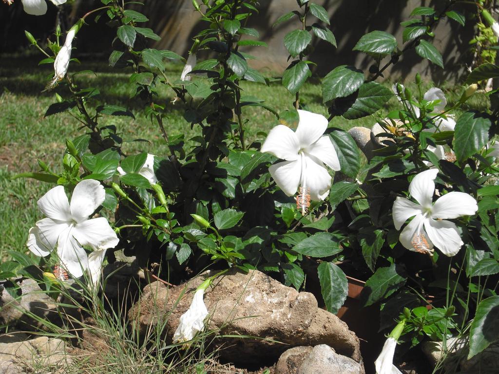 B&B Hibiscus Capoterra Extérieur photo