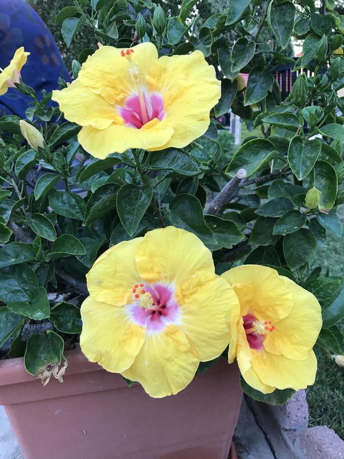 B&B Hibiscus Capoterra Extérieur photo