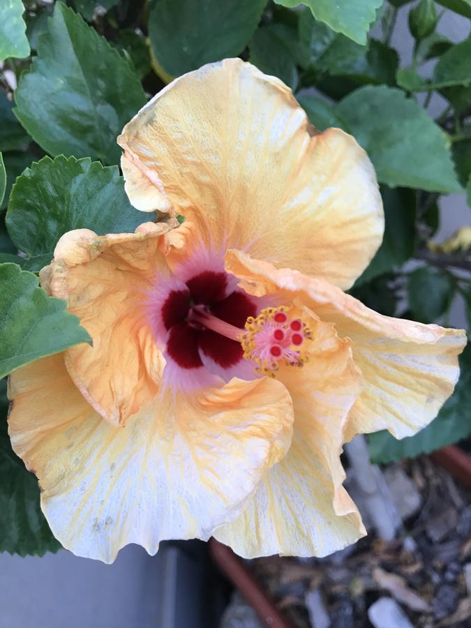 B&B Hibiscus Capoterra Extérieur photo
