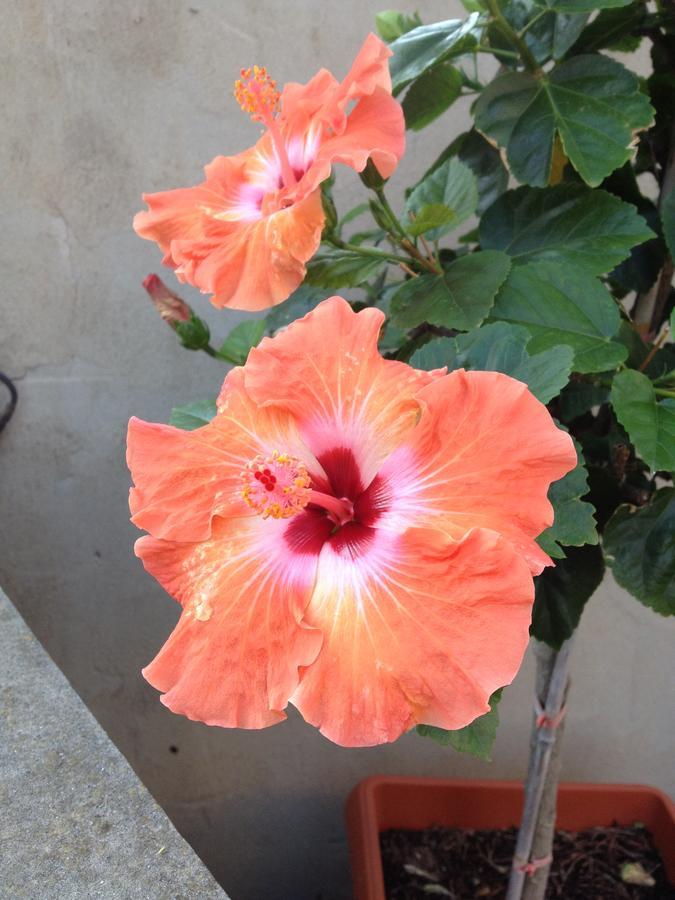 B&B Hibiscus Capoterra Extérieur photo